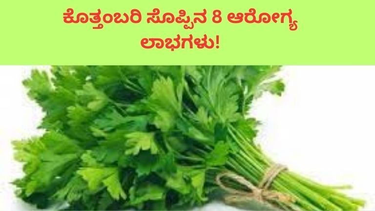 Coriander leaves enhance the flavour of cooking
